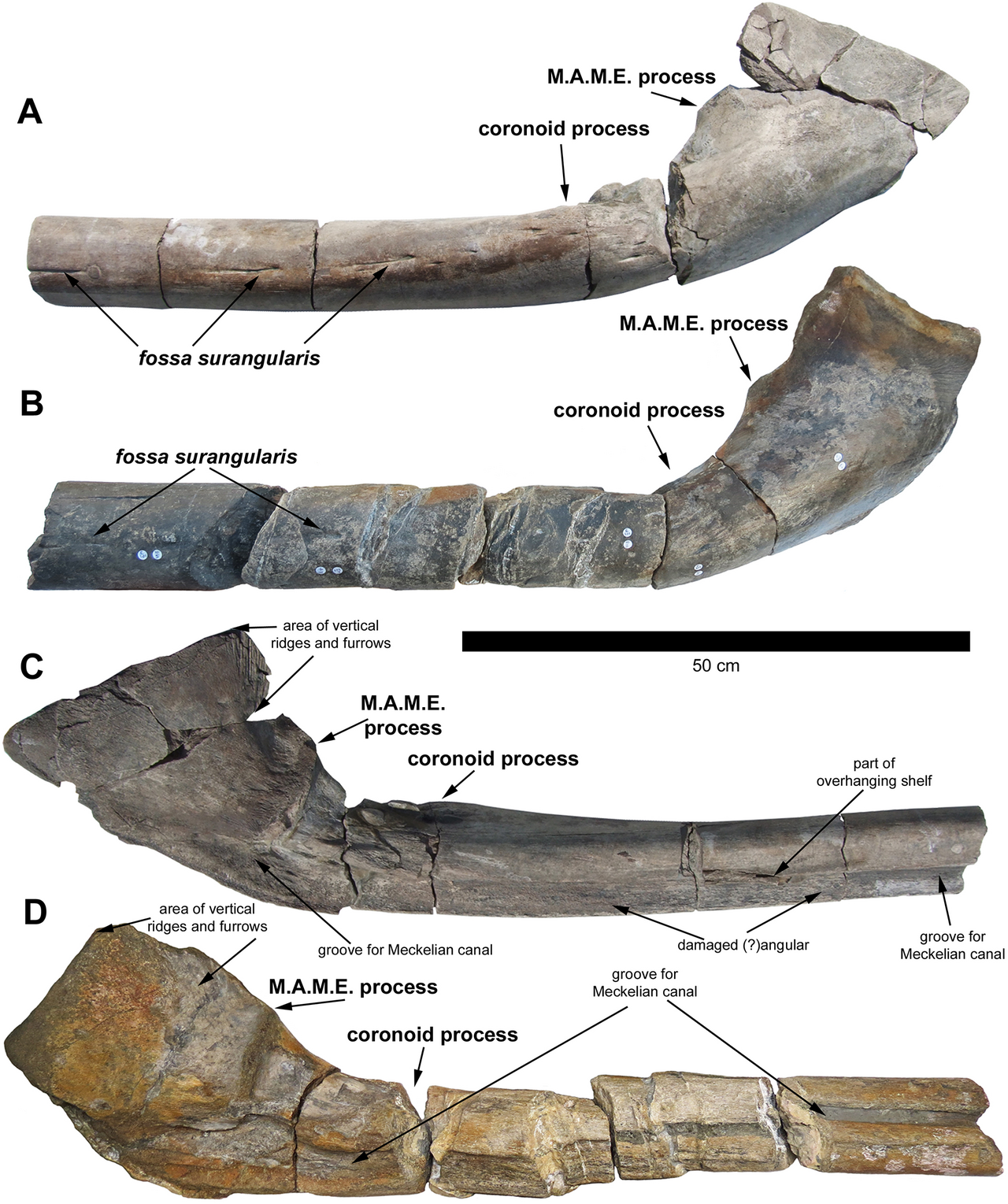 Year-Old's Discovery: Ichthyotitan Severnensis, The Largest Ichthyosaur